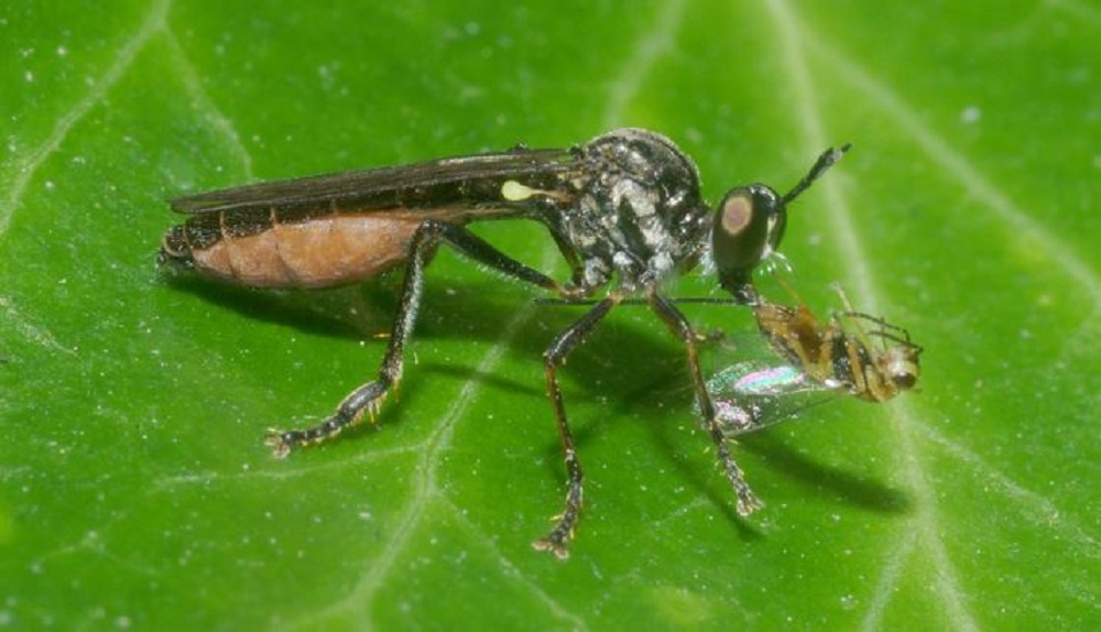 The robber fly with prey on a leaf